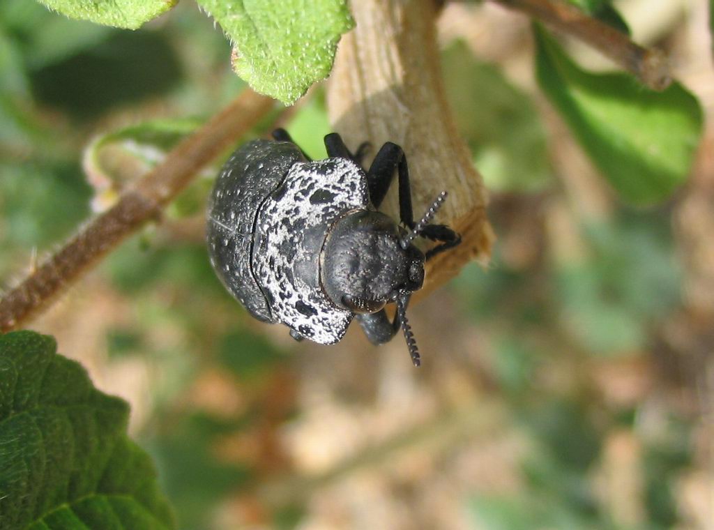 Coleoptera: Capnodis tenebrionis?